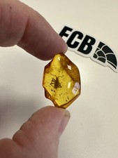 Baltic amber with - with, beetle