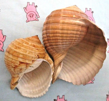 (2) BEAUTIFUL SEA SHELLS ~