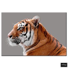 Animals Tiger Wildlife   BOX