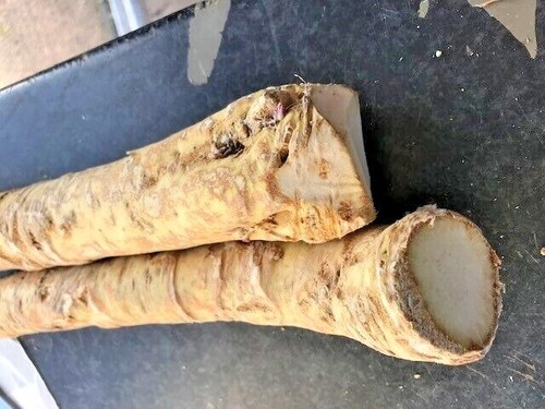 Fresh horseradish root - horseradish,