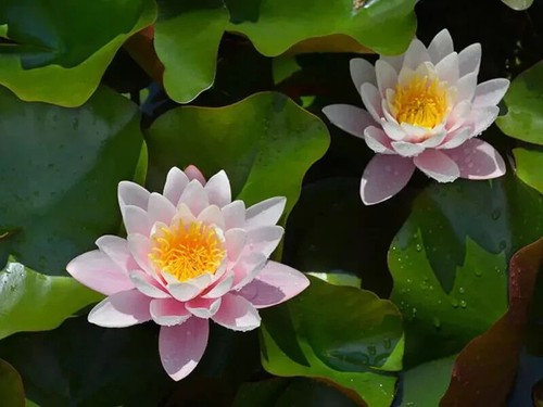 Nymphaea rosea water lily - nymphaea, "rosea"
