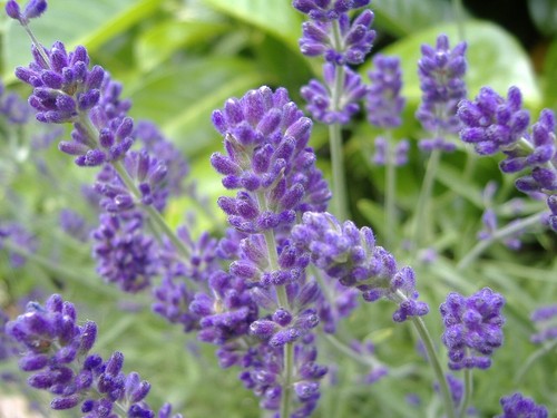 LAVENDER-LAVANDULA