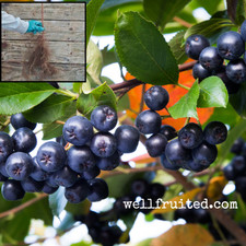 TWO (2) Viking Aronia Plants