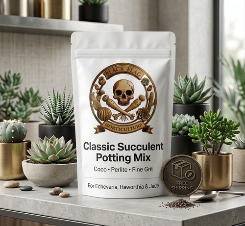 Classic succulent cactus - classic, &