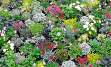 Alpine rockery plant plants - plant,