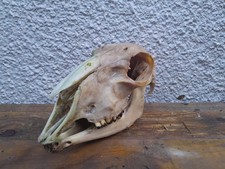 Genuine Sheep Skull