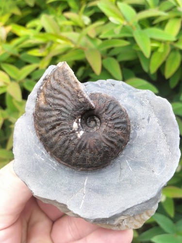 Pseudolioceras lythense - pseudolioceras,