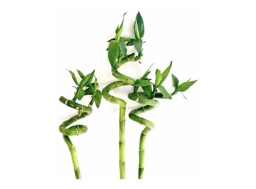 Lucky bamboo 40cm - 3,