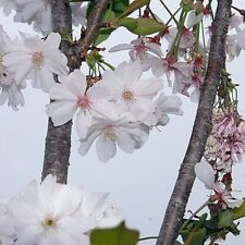 Prunus subhirtella Autumnalis