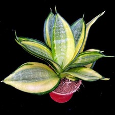 Sansevieria Golden Hahnii