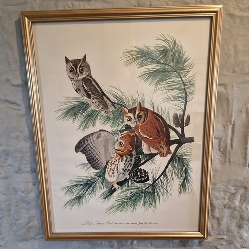 Vintage john audubon framed - vintage,