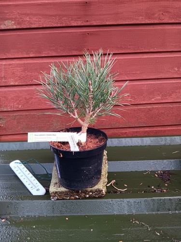 Pinus sylvestris chantry blue - chantry,