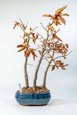 Beech forest bonsai shohin - beech,
