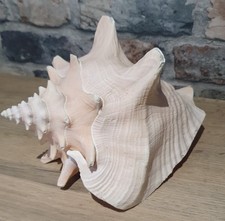 Gorgeous Large Queen Conch