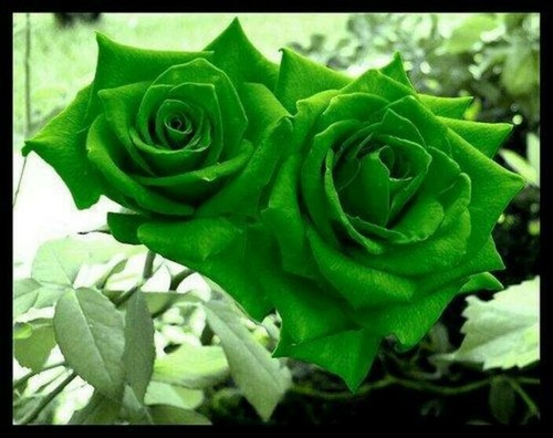 Pcs green rose flower - green,