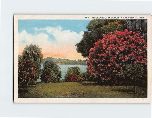 Postcard oleander bloom - oleander,