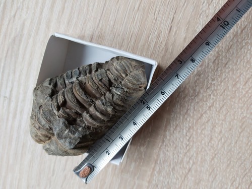 Fossil trilobite - fossil,