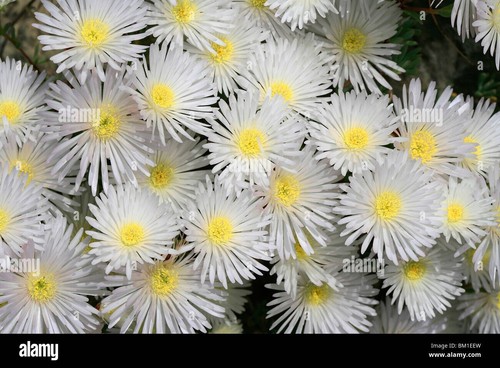 Lampranthus - , (ice