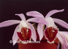 Pleione Wharfedale 'Pine Warbler' - Autumn/Winter flowering		 	