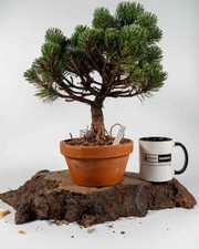 Shohin Mugo Pine Bonsai Tree | Outdoor Bonsai Material – Evergreen Pre-Bonsai