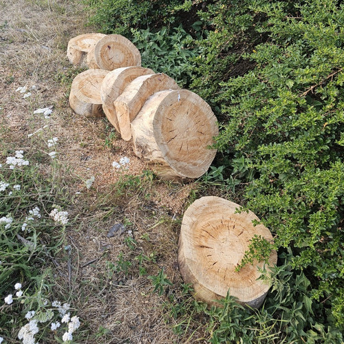 Cut wood firewood log - wood, rounds