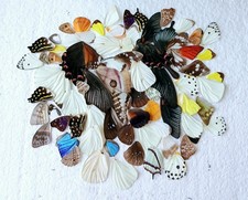  Real Butterfly Wings Ideal
