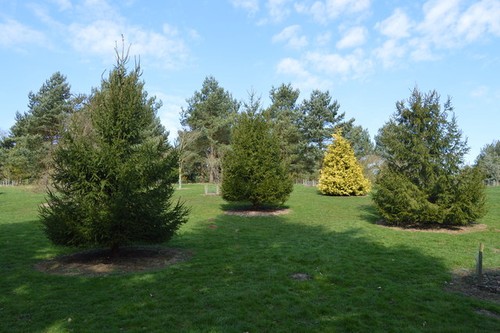 Photo 6x4 bedgebury pinetum - photo,