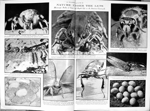Old print damaged 1930 nature - 1930,