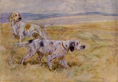 English setter gun dog - setter, 1948