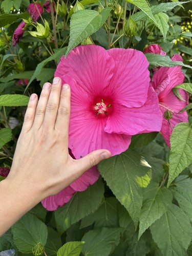 Hibiscus moscheutos planet - moscheutos,