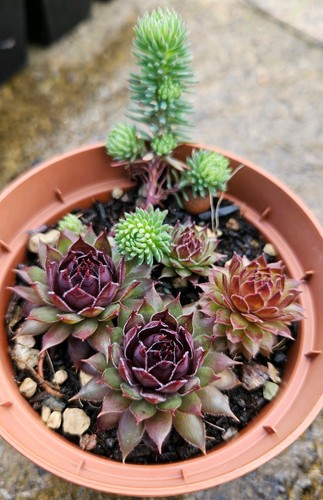 Hardy outdoor sempervivum