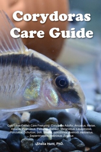 Hunt corydoras care guide - corydoras,
