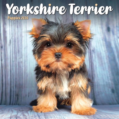Yorkshire terrier puppies mini - yorkshire,