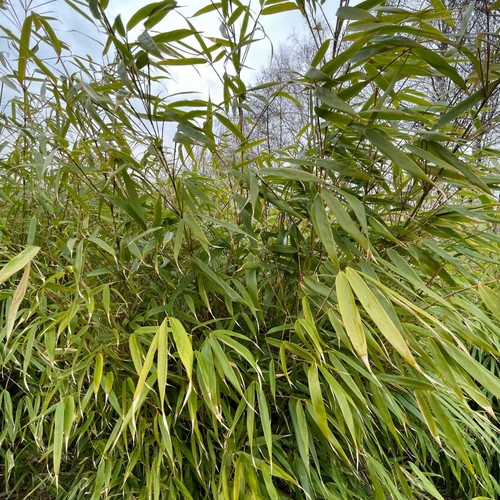 Fargesia robusta formidable - robusta, in