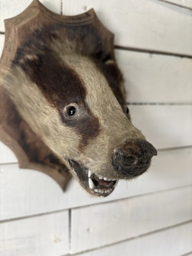 Victorian taxidermy badger - victorian,