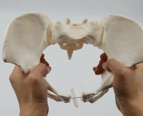 Life size female pelvis - 1:1,
