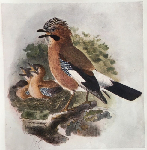 Jay birds britain - jay,