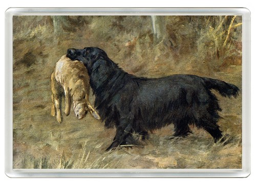 Field spaniel dog - field, fridge