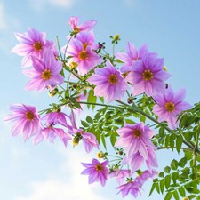 Tree Dahlia Imperialis Pink Flower Summer Perennial Garden Tuber Bulb