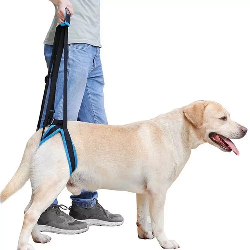 Dog mobility aid support - dog,