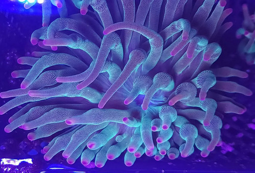Evergreen bubble tip - evergreen, anemone