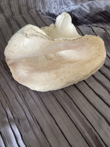 Big fossilised sea shell - big,