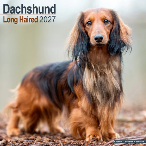 Longhaired dachshund 2027 - dachshund,