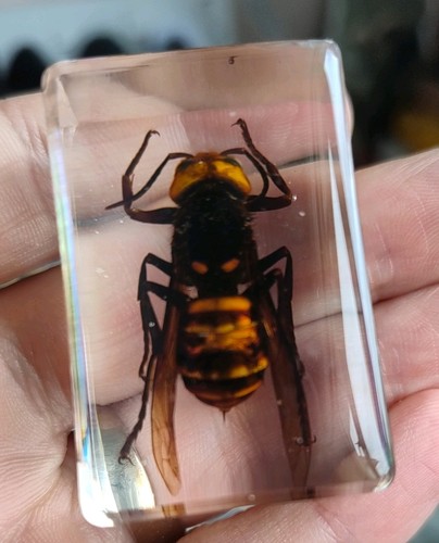 Real flying asian hornet - , bug
