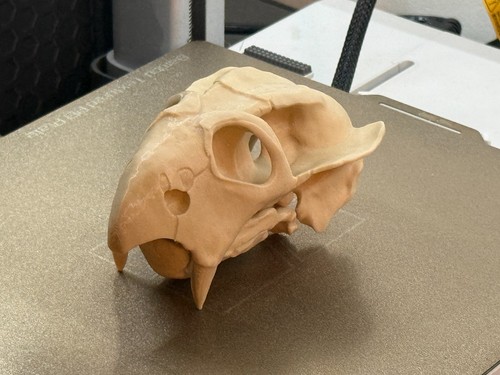 Diictodon skull replica - diictodon, 3d