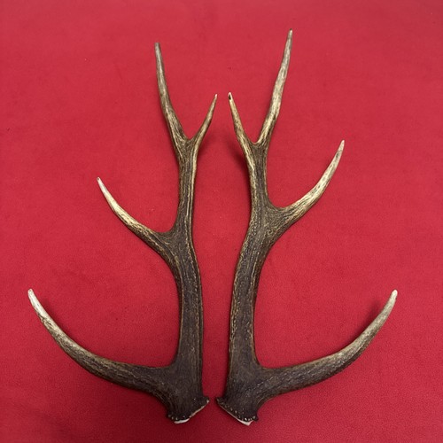 Pair sika deer - of,