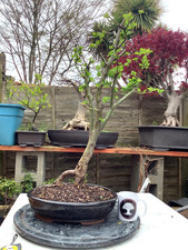 Red Hawthorn Pre Bonsai Tree