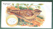 NIGHTJAR  & EGG    Vintage 1924 Illustrated Bird Card
