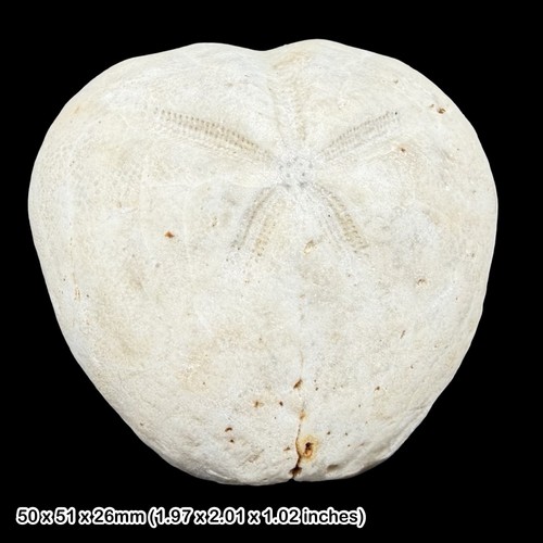 Micraster heart echinoid - heart,