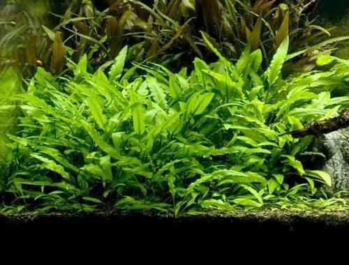 Plants cryptocoryne lutea - 5,
